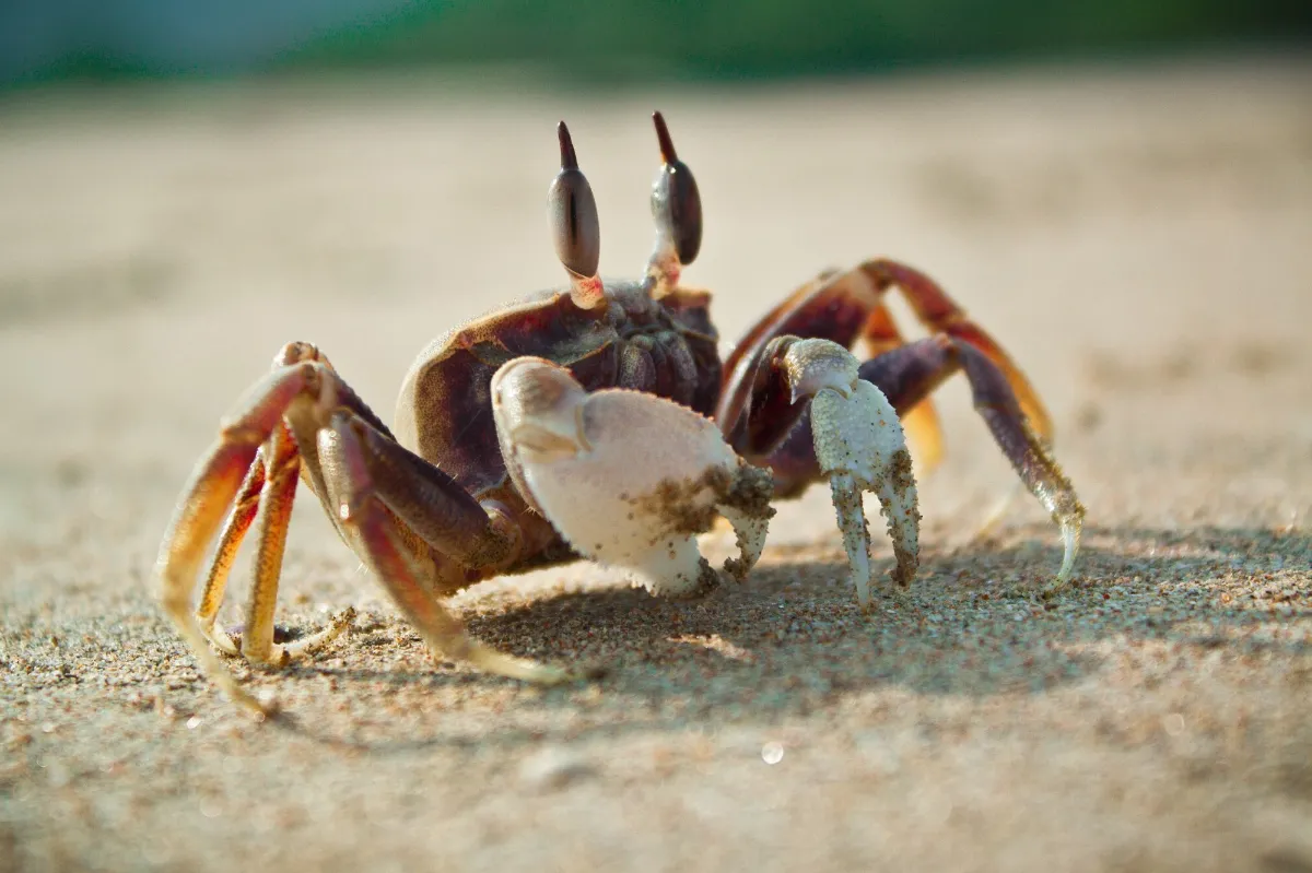 Closeup shot of a fiddler crab on the beach